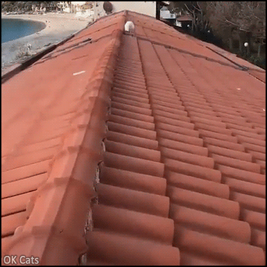 Funny Cat GIF • Fluffy white cat trotting on a roof in a hilarious way.The fastest catwalk, haha [ok-cats.com]