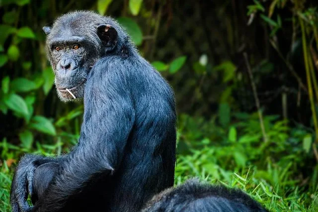 Estudio revela que los bonobos también contraen la malaria