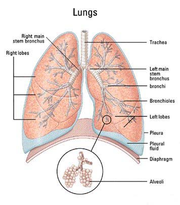 Human Respiratory System | Elsa Elita