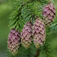 Spruce That Outlived Dinosaurs, Endangered