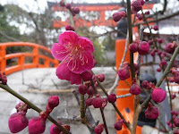 輪橋（そりはし）の側に、紅梅「光琳の梅」という。