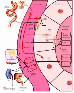 Resultado de imagen para EL METABOLISMO DEL YODURO