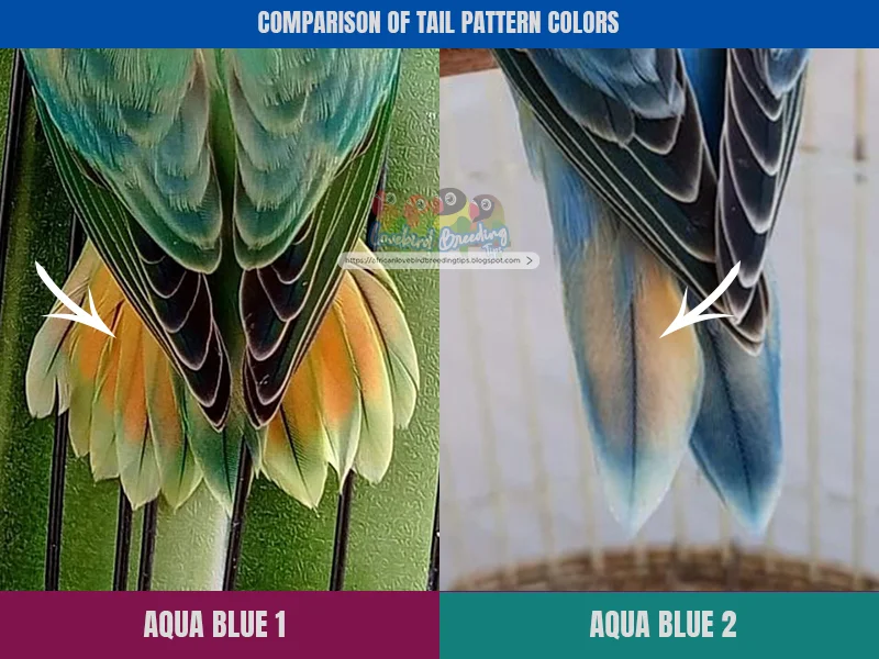 Characteristics of Agapornis Aqua Blue2