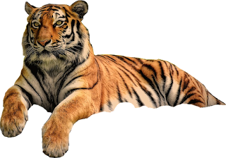 Tiger sleep HD PNG Images