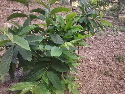 castaño pequeño