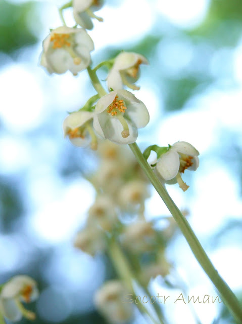 Pyrola japonica