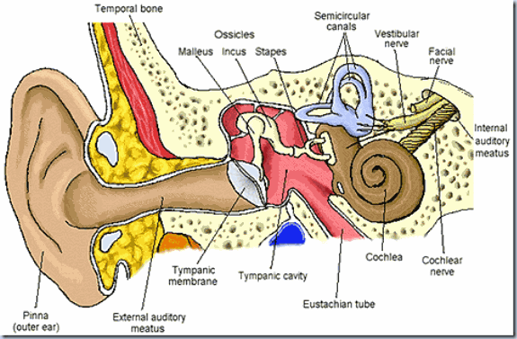 the-human-ear