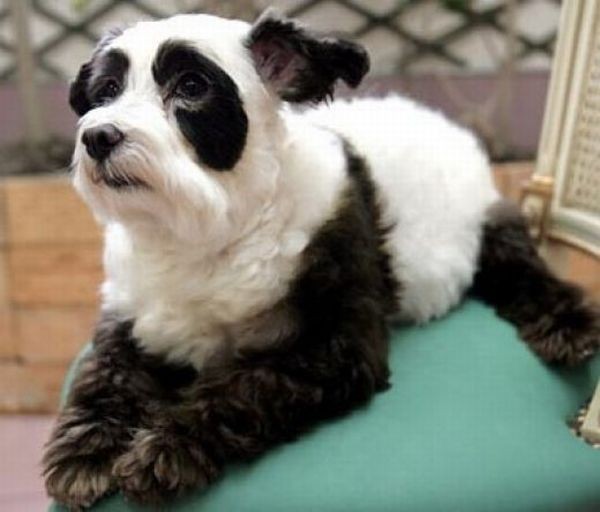 Anjing Lucu yang menyerupai panda dan harimau