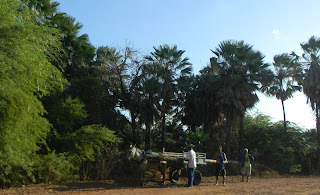 Conhecendo o Sitio Cumbe Aracati Ceará Brasil