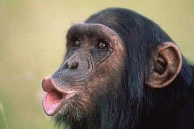  Sepintar apa Simpanse?