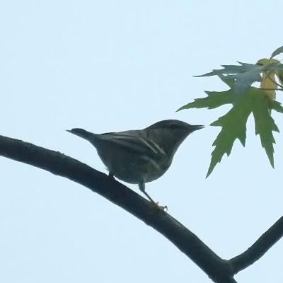 Blackpoll Warblers