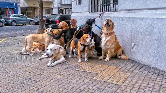 Grupo de perros atados esperando en la vereda