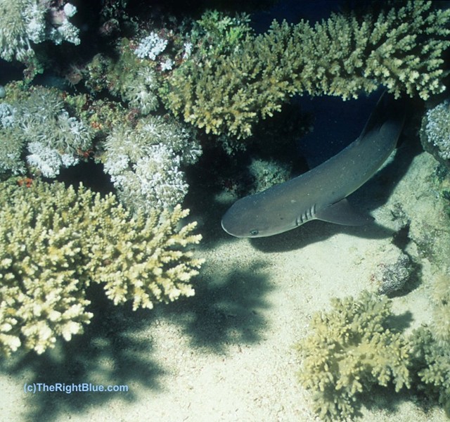 Juvenile Whitetip Reef Shark (Triaenodon obesus)