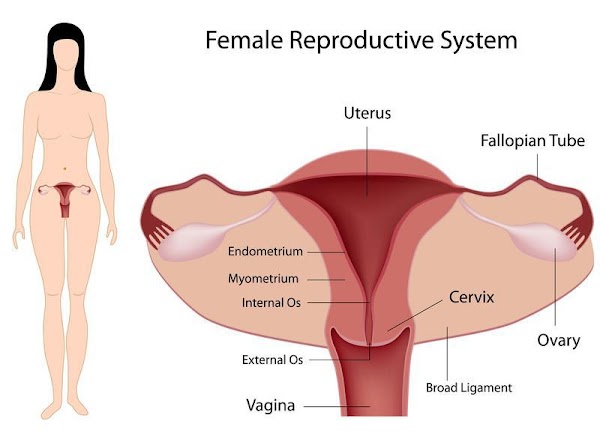 14 steps to getting pregnant with blocked fallopian tubes