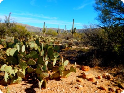 Saguaro National Park