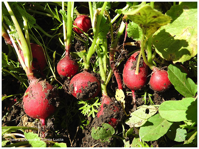 Rabanitos- Chacra Educativa Santa Lucía