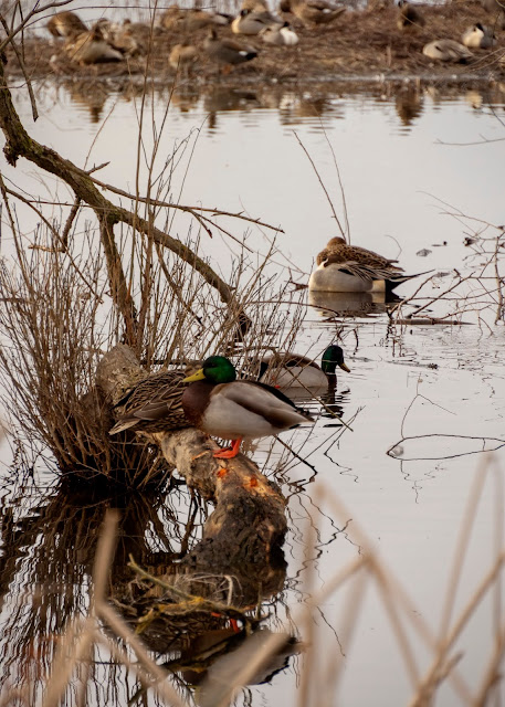 Sacramento National Wildlife Refuge, bird, birder, birdwatcher, nature, landscape, art, poem, Snow Geese, Ross Geese, ducks, Pacific Migration, ducks, Mallard