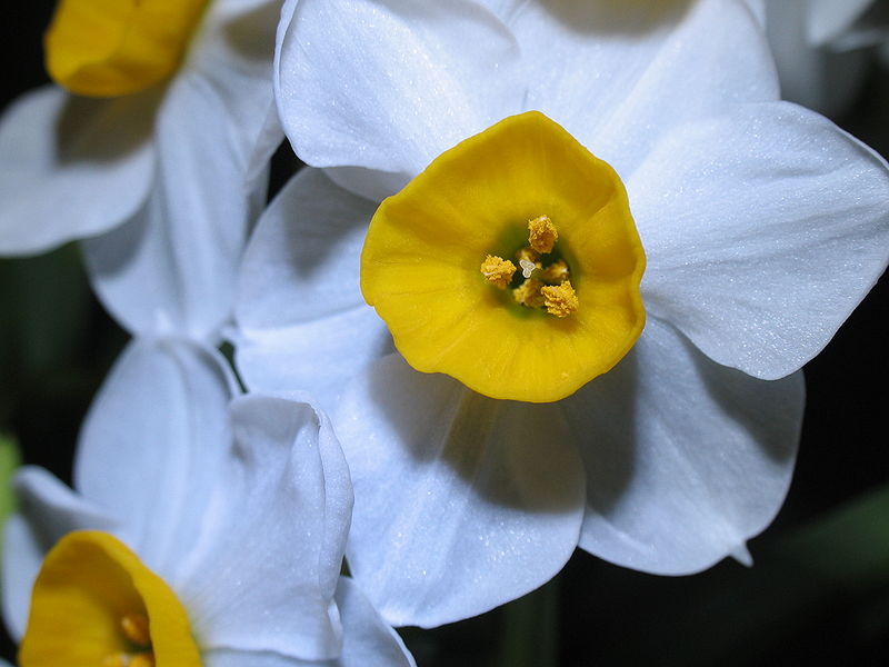 jonquil flower