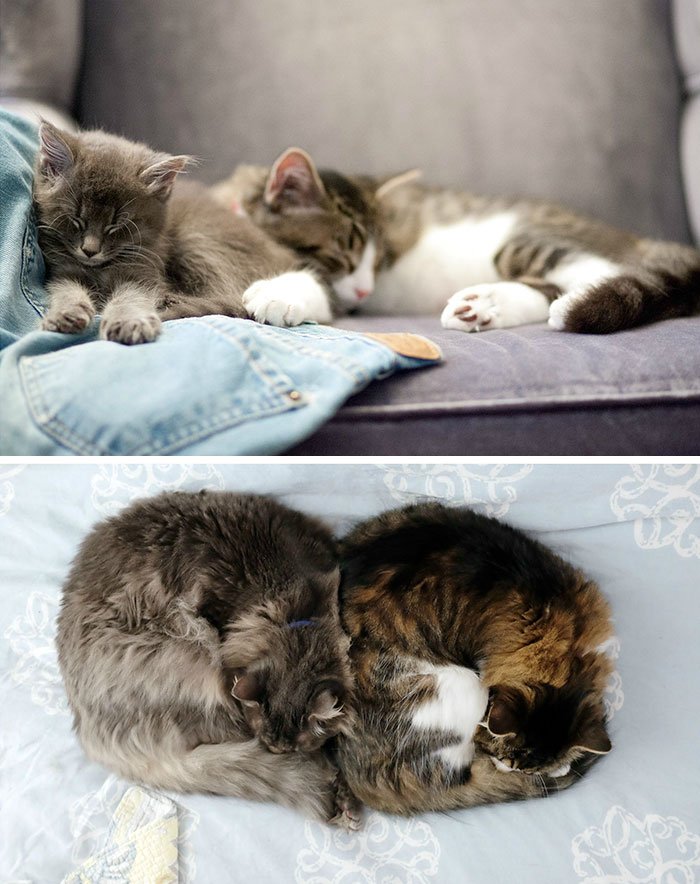 50 Heart-Warming Photos of Animals Growing Up Together - Nine Years Later They're Still Best Friends