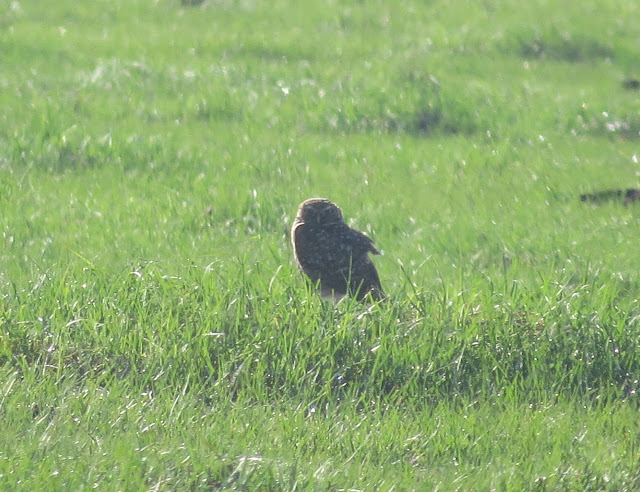 Burrowing Owl - Stormwater Treatment Area 5/6, Florida