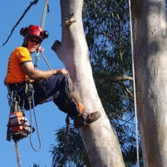 Tree Trimming Eight Mile Plains