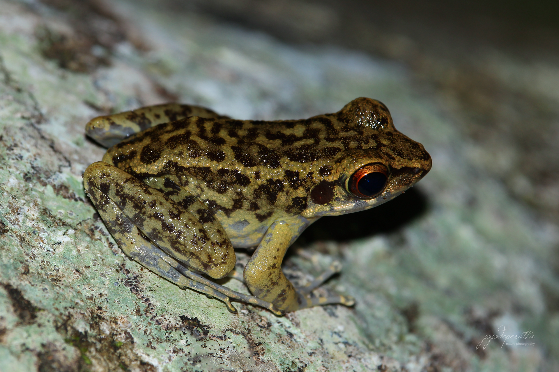 Palawan Stream Frog Pulchrana moellendorffi photo by Jojo De Peralta