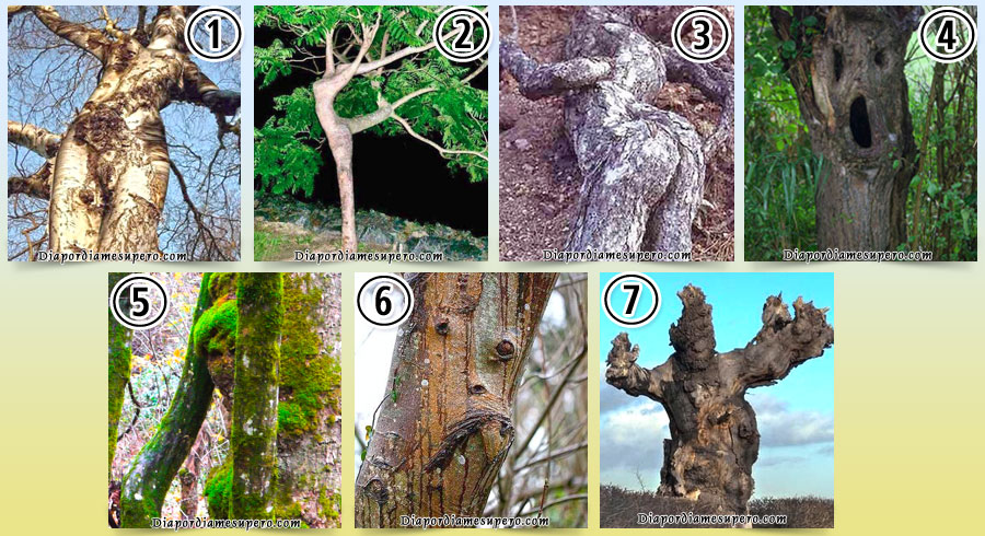  Test: Elige el árbol que te parezca más humano 