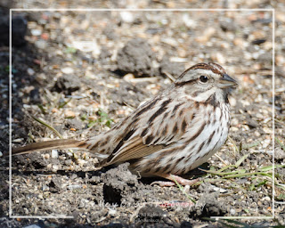 Song Sparrow. Copyright © Shelley Banks, all rights reserved