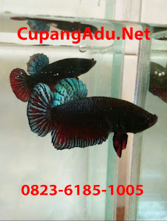 Cupang Adu Medan Kualitas Super