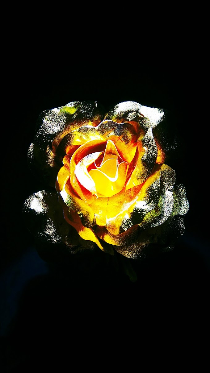 The Golden Rose