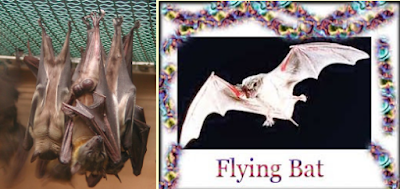 BATS CAN FLY IN NIGHTS HOW? 2023