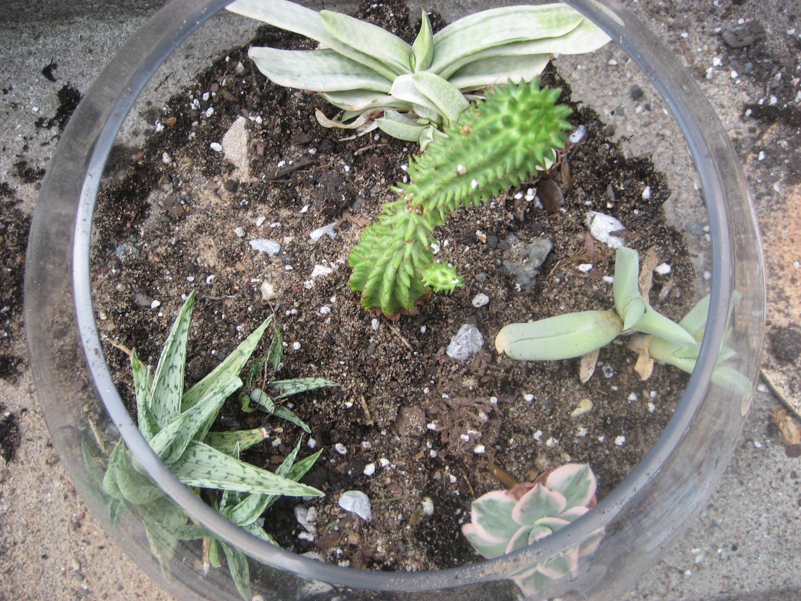 Chuck Does Art: DIY Succulent Terrarium