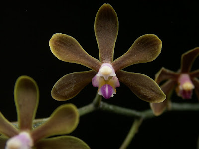 Phalaenopsis honghenensis care and culture