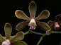 Phalaenopsis honghenensis care and culture