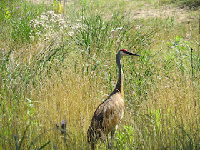 sandhill crane