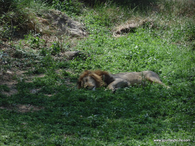 Bannerghatta National Park & Zoo, Bengaluru