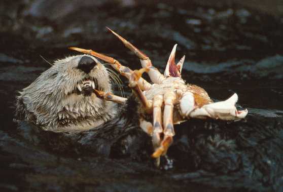 ocean floor animals. from the ocean floor.