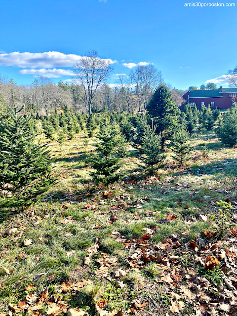 Granja de Árboles de Navidad de Nueva Inglaterra