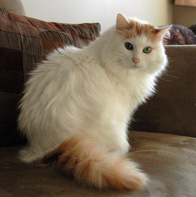 wallpaper Kucing Turkish Van