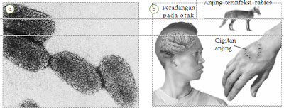 (a) Virus  rabies yang  menyerang saraf.  Rabies ditularkan kepada manusia melalui   (b)  gigitan anjing yang  terinfeksi virus. Bagaimanakah  cara Anda mencegah rabies? 