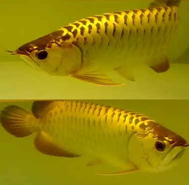  ARWANA  AROWANA Cross Back Golden Arwana 