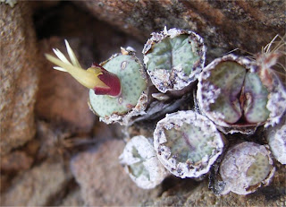 Conophytum truncatum ssp. truncatum var. truncatum