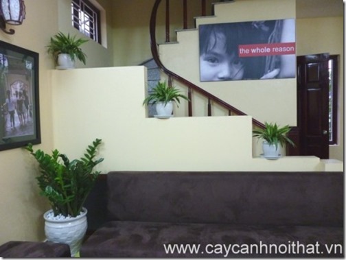 cay-canh-van-phong-kim-phat-tai-5
