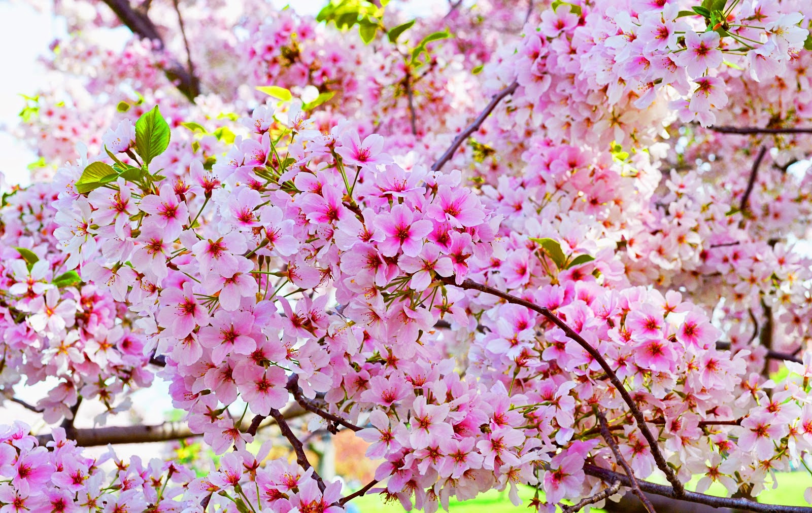 20 Gambar Bunga Sakura Jepang Tercantik Terindah Si Gambar