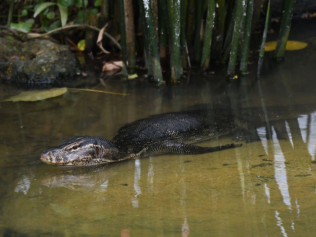 Malayan Water Monitor - Varanus salvator