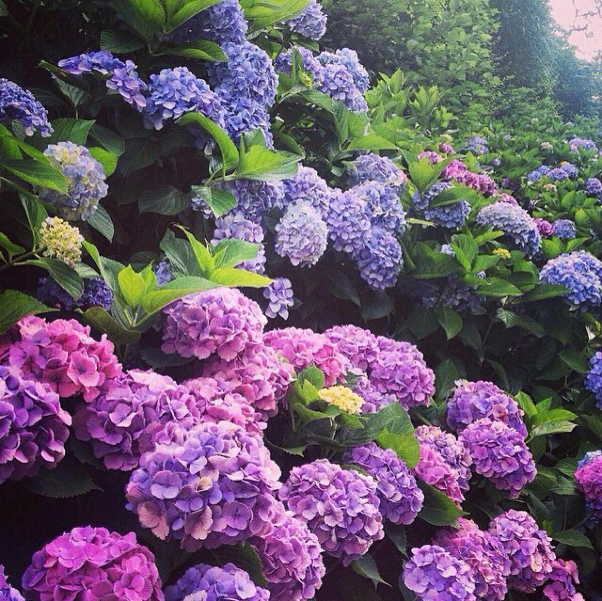 花語 每月的誕生花 七月誕生花 紫陽花hydrangea 一 花語 每月的誕生花 七月誕生花 紫陽花hydrangea 一