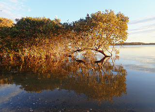 sunlight in mangroves