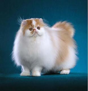 Persian Cat Picture