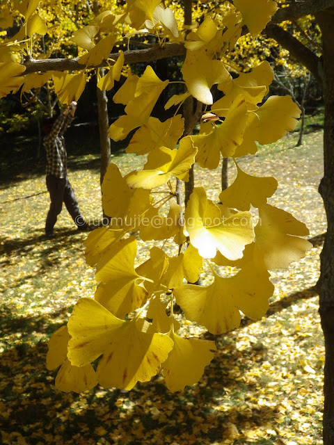 Wuling Farm maple autumn foliage