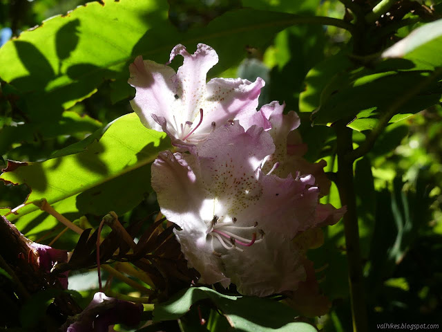 just a couple flowers out of a bunch left